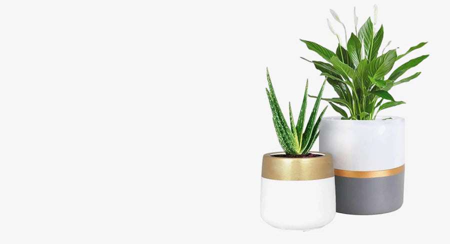 PLANTS